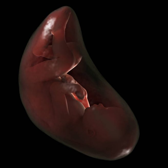 bebelus morfologie fetala