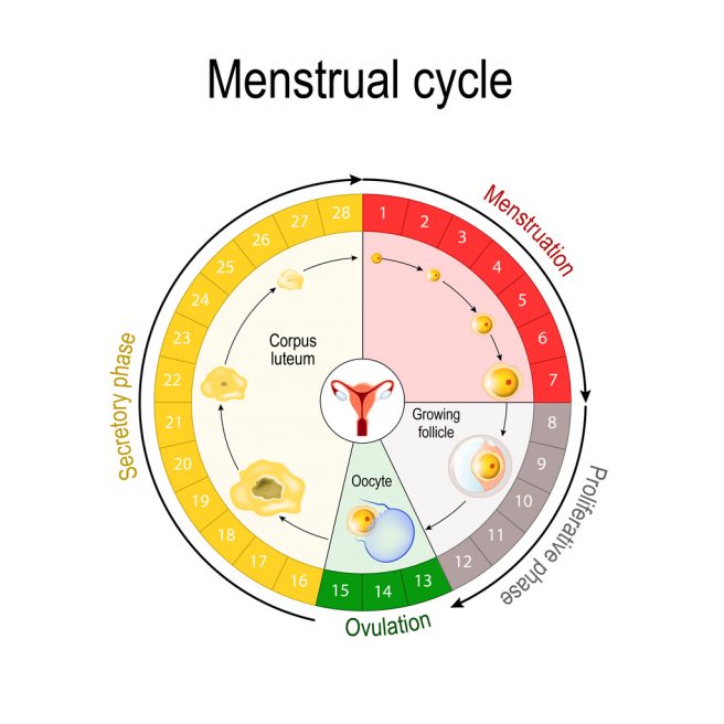 infografic-despre-toate-fazele-ciclului-menstrual