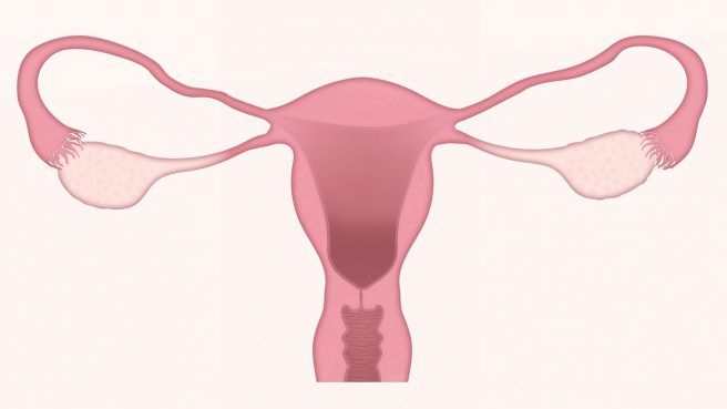 Sistemul reproductiv feminin