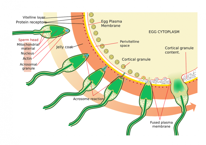 Spermatozoizi care ajung la un ovul