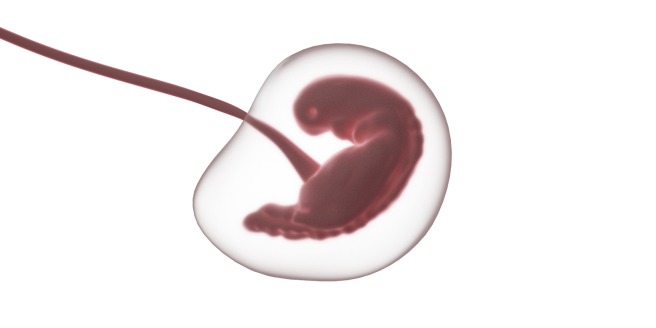 Embrion în dezvoltare