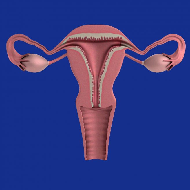 Sistem reproducător feminin