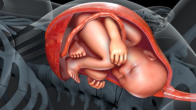 ilustratie-cu-bebelusul-in-uter-si-cu-placenta