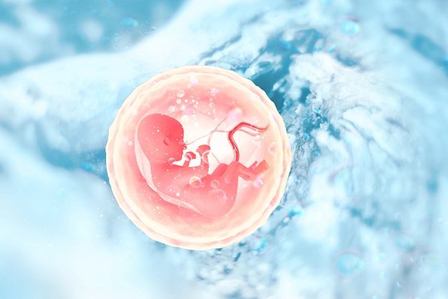 ilustratie-cu-roz-si-albastru-cu-bebelusul-in-uter-si-placenta