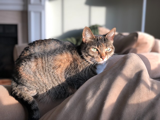 pisica in bataia soarelui